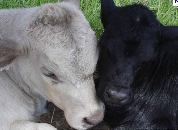 bvd