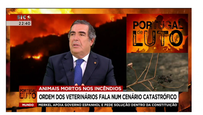  Entrevista do Bastonário da OMV à SIC Notícias - Animais vítimas dos incêndios a norte do Tejo