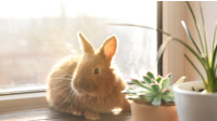 Webinar “Hazardous Habitats:  Protecting Zoological Companion Animals From Everyday Toxins”