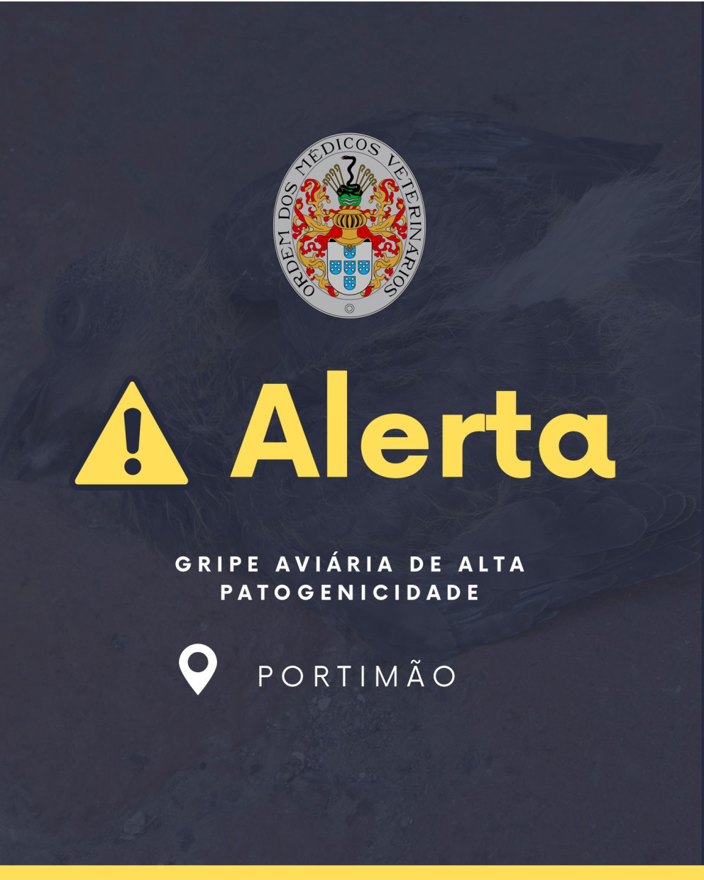 Informação DGAV: Deteção de foco de infeção por vírus da gripe aviária de alta patogenicidade - Ave selvagem - Portimão, Faro - Foco 2025/29