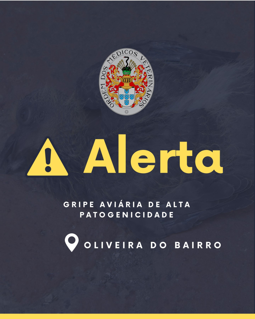 Informação DGAV: Deteção de foco de infeção por vírus da gripe aviária de alta patogenicidade - Expoaves, Oliveira do Bairro - Exposição de aves em cativeiro