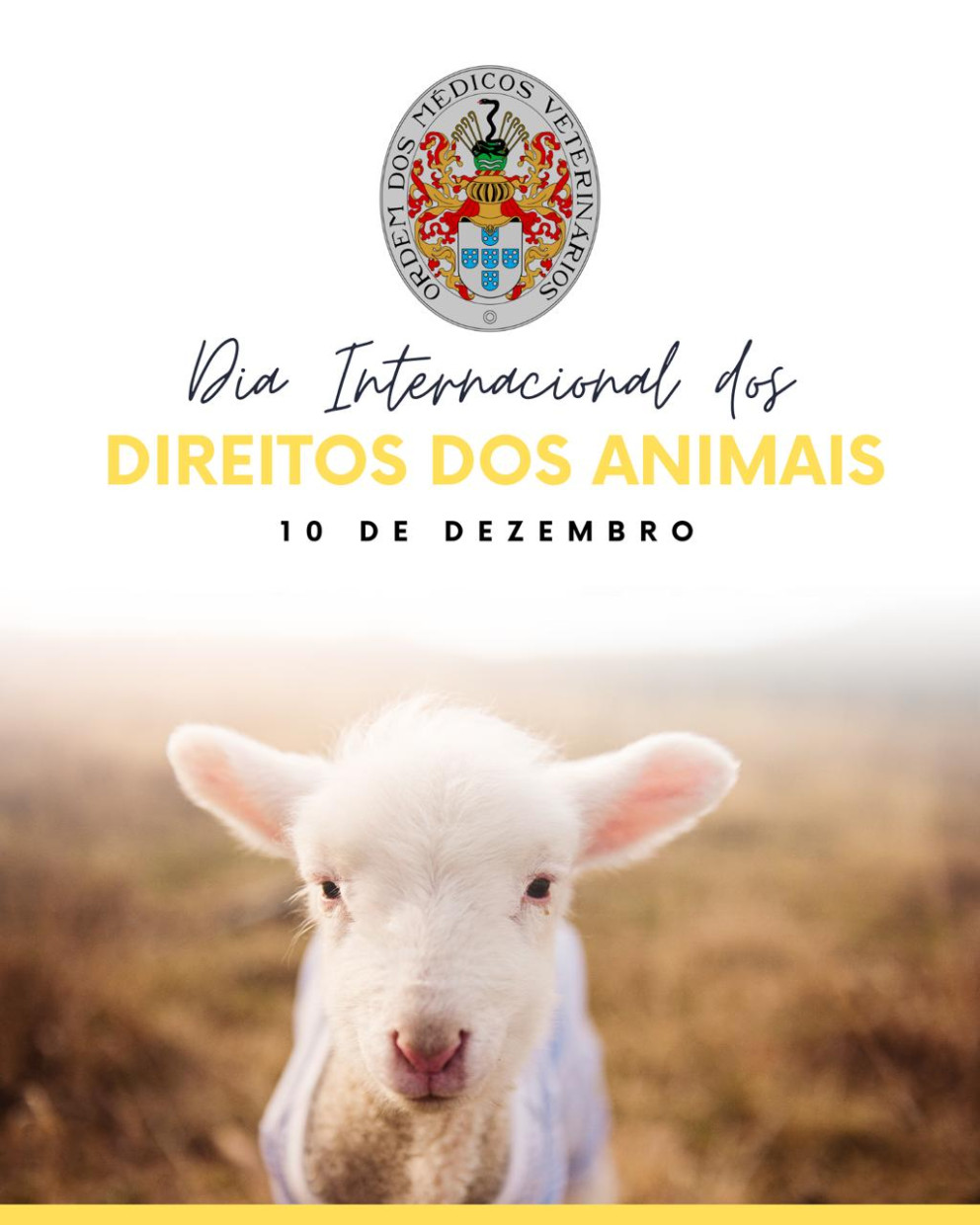 Dia Internacional dos Direitos dos Animais - 10 de dezembro