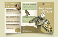Folheto - O que fazer ao encontrar um animal selvagem